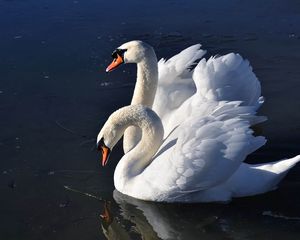 Preview wallpaper swans, birds, water