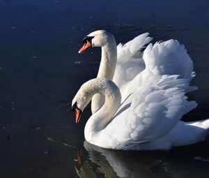 Preview wallpaper swans, birds, water