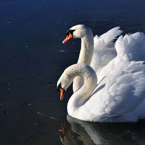 Preview wallpaper swans, birds, water