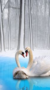 Preview wallpaper swans, couple, birds, loyalty