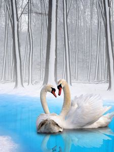 Preview wallpaper swans, couple, birds, loyalty