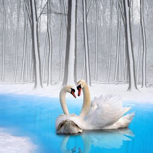 Preview wallpaper swans, couple, birds, loyalty