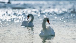 Preview wallpaper swans, couple, swim, birds, grace, devotion, sea, river, lake, light, shine