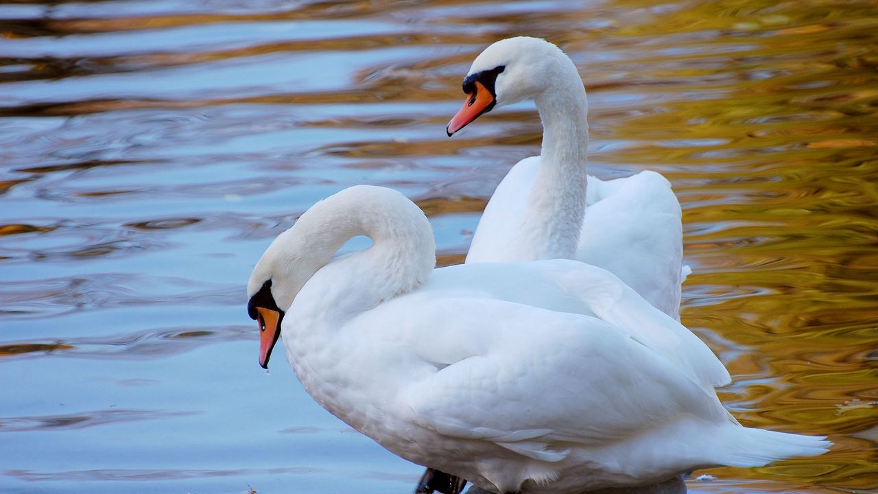 Wallpaper swans, couple, water, beach