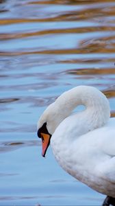 Preview wallpaper swans, couple, water, beach