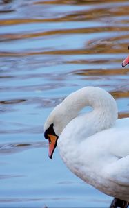 Preview wallpaper swans, couple, water, beach