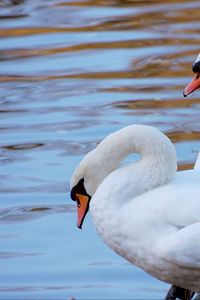 Preview wallpaper swans, couple, water, beach