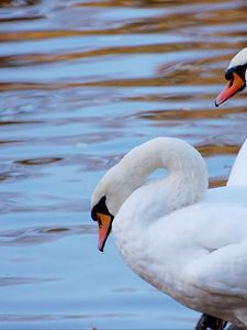 Preview wallpaper swans, couple, water, beach