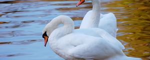 Preview wallpaper swans, couple, water, beach