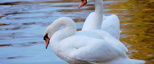 Preview wallpaper swans, couple, water, beach