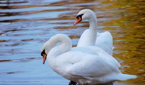 Preview wallpaper swans, couple, water, beach