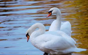 Preview wallpaper swans, couple, water, beach