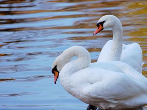 Preview wallpaper swans, couple, water, beach