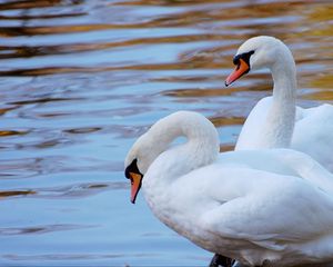 Preview wallpaper swans, couple, water, beach