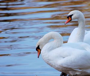 Preview wallpaper swans, couple, water, beach