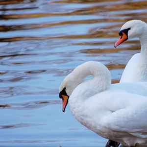 Preview wallpaper swans, couple, water, beach