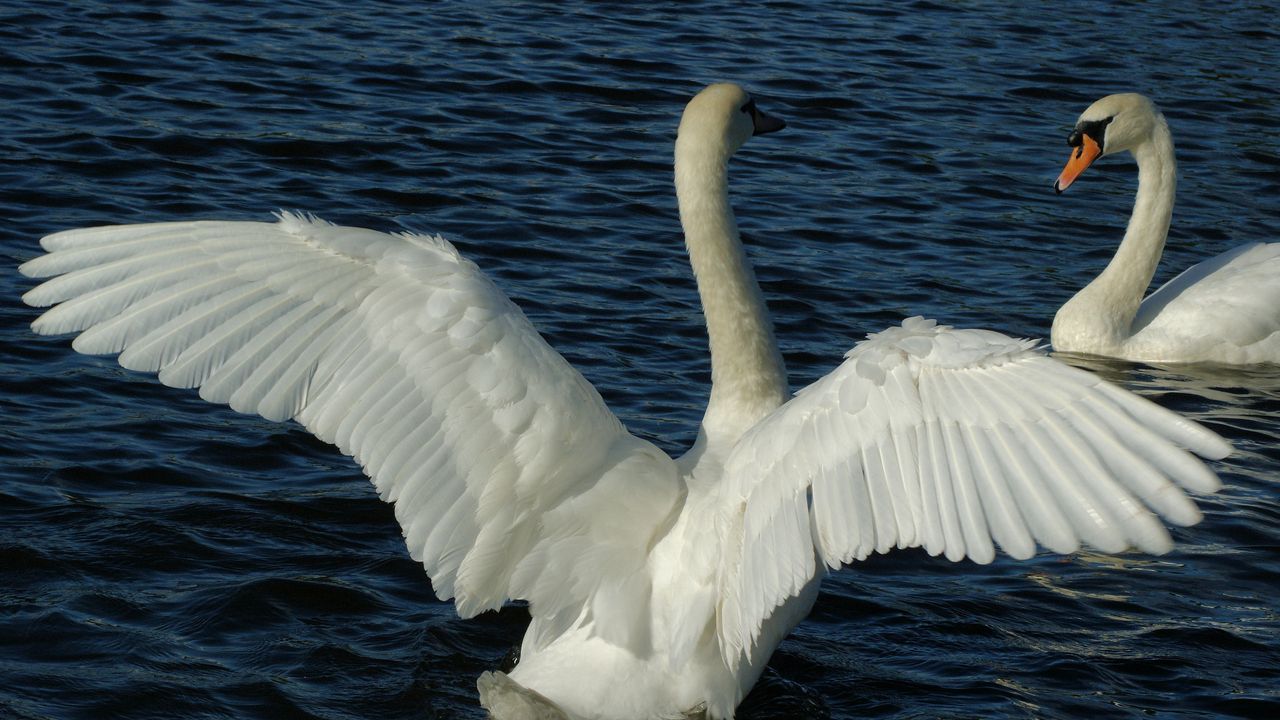 Wallpaper swans, couple, wings, water, swimming, swing