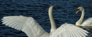 Preview wallpaper swans, couple, wings, water, swimming, swing
