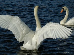 Preview wallpaper swans, couple, wings, water, swimming, swing