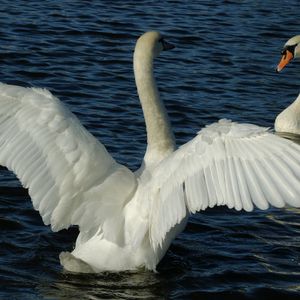 Preview wallpaper swans, couple, wings, water, swimming, swing