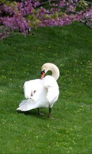 Preview wallpaper swans, ducks, grass, birds, trees, flowers