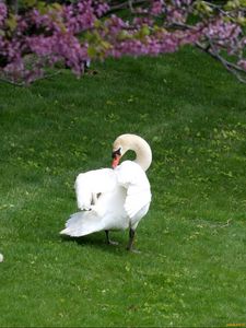 Preview wallpaper swans, ducks, grass, birds, trees, flowers