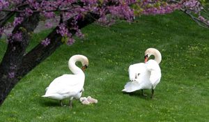 Preview wallpaper swans, ducks, grass, birds, trees, flowers