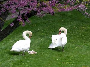 Preview wallpaper swans, ducks, grass, birds, trees, flowers