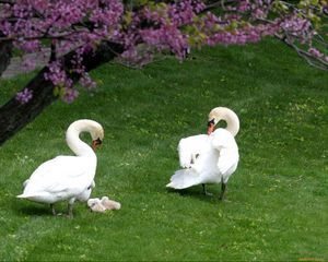 Preview wallpaper swans, ducks, grass, birds, trees, flowers