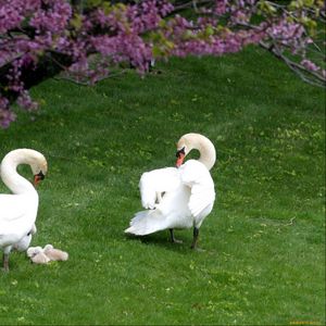 Preview wallpaper swans, ducks, grass, birds, trees, flowers