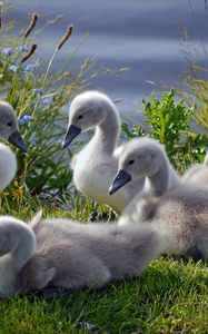 Preview wallpaper swans, ducks, grass, flock, family