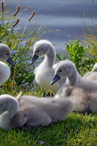 Preview wallpaper swans, ducks, grass, flock, family