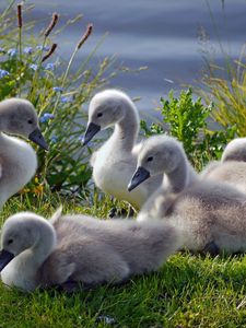 Preview wallpaper swans, ducks, grass, flock, family