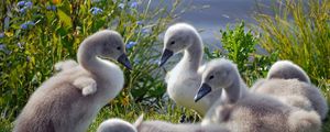 Preview wallpaper swans, ducks, grass, flock, family