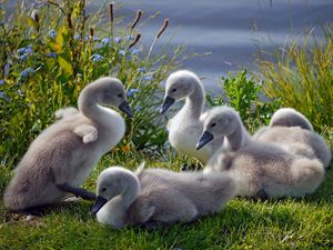 Preview wallpaper swans, ducks, grass, flock, family