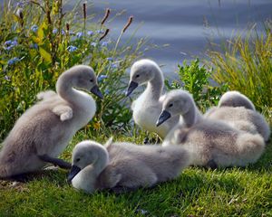 Preview wallpaper swans, ducks, grass, flock, family