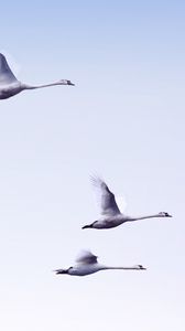 Preview wallpaper swans, flight, birds