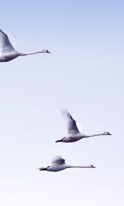 Preview wallpaper swans, flight, birds