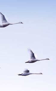 Preview wallpaper swans, flight, birds