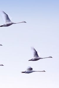 Preview wallpaper swans, flight, birds