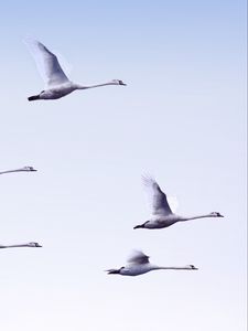 Preview wallpaper swans, flight, birds