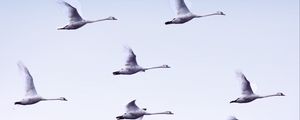 Preview wallpaper swans, flight, birds