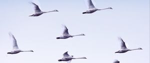 Preview wallpaper swans, flight, birds