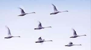 Preview wallpaper swans, flight, birds