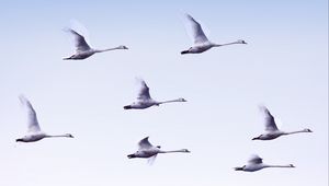 Preview wallpaper swans, flight, birds