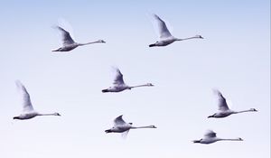 Preview wallpaper swans, flight, birds