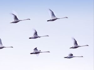 Preview wallpaper swans, flight, birds