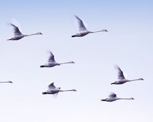 Preview wallpaper swans, flight, birds