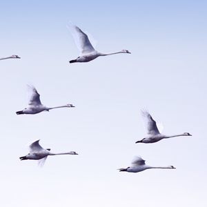 Preview wallpaper swans, flight, birds