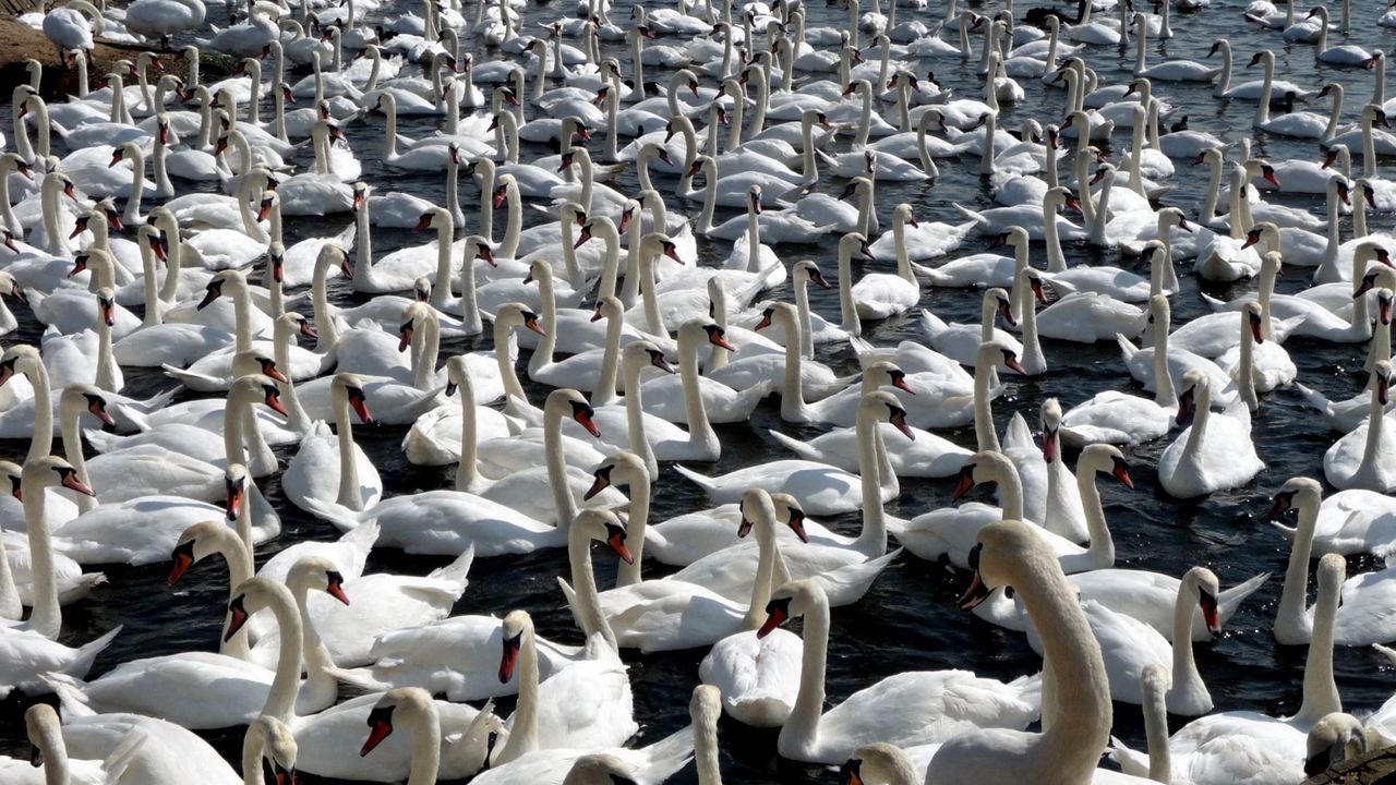 Wallpaper swans, flock, birds, a lot of